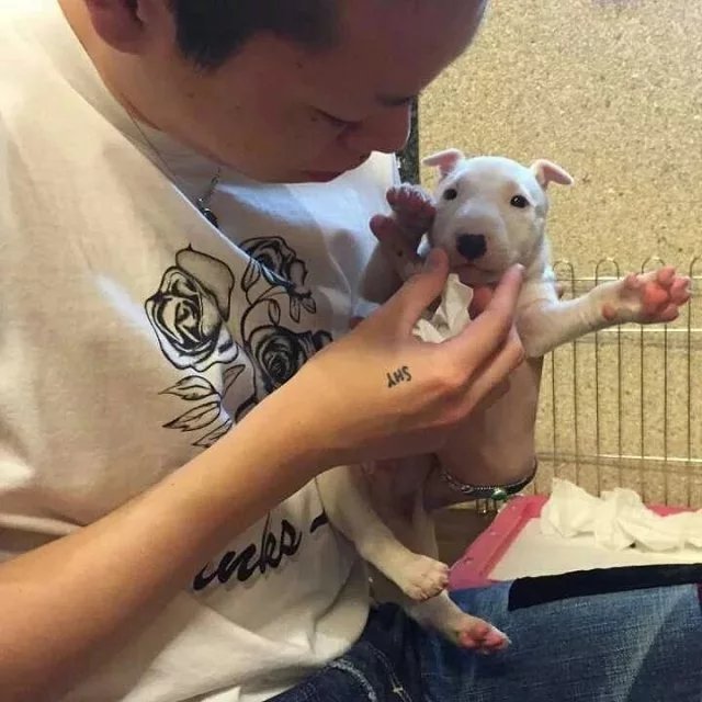寿嘉翠颖